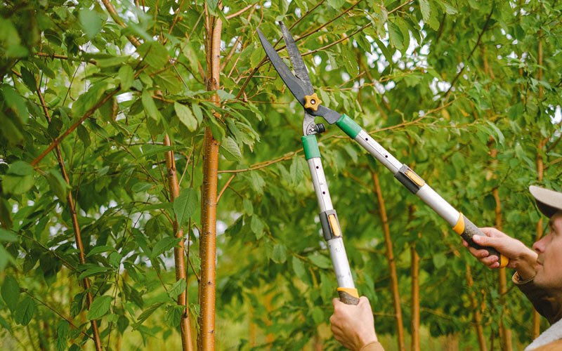 Tree trimming in Bowling Green, IN
